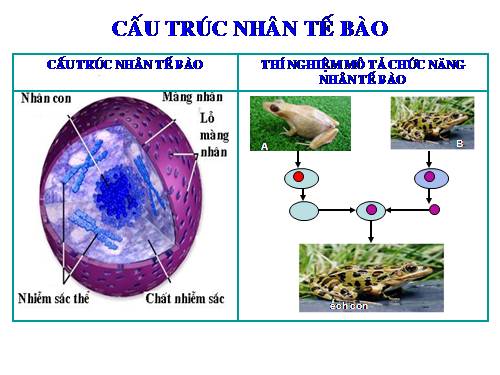 Cấu trúc - chức năng của nhân tế bào