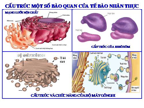 Hình ảnh 1 số bào quan của Tế bào nhân thực