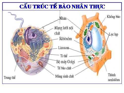 Tranh Tế bào nhân thực