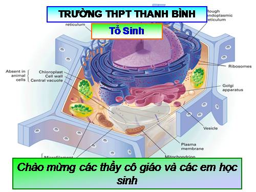 Bài 10. Tế bào nhân thực (tiếp theo)