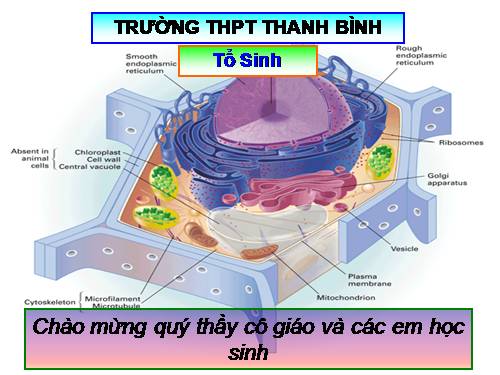 Bài 8. Tế bào nhân thực