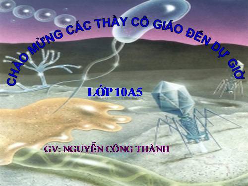 Bài 8. Tế bào nhân thực