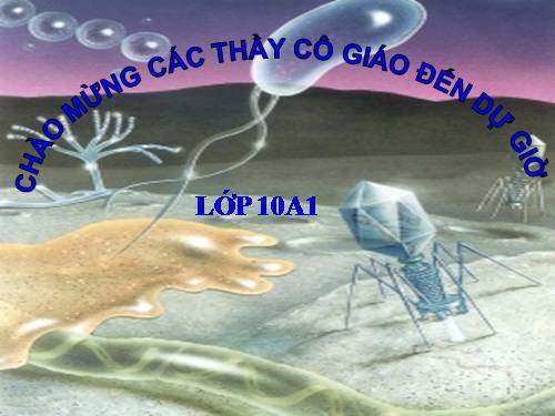 Bài 8. Tế bào nhân thực