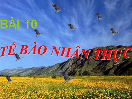 Bài 10. Tế bào nhân thực (tiếp theo)