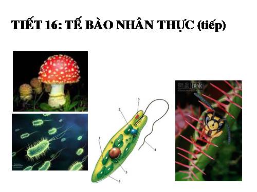 Bài 9. Tế bào nhân thực (tiếp theo)