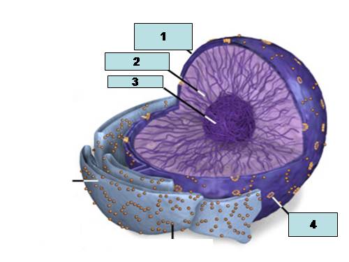 Bài 8. Tế bào nhân thực