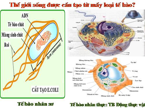 Bài 7. Tế bào nhân sơ