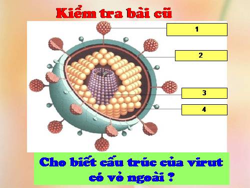 Bài 30. Sự nhân lên của virut trong tế bào chủ