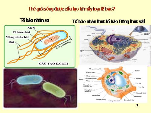 Bài 7. Tế bào nhân sơ