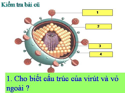 Bài 30. Sự nhân lên của virut trong tế bào chủ