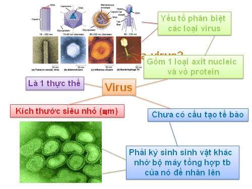 Bài 29: Cấu trúc virus