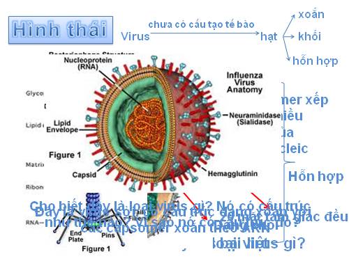 Bài 29: Cấu trúc virus (có kèm clip)