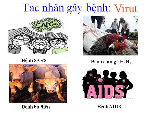 Bài 29. Cấu trúc các loại virut