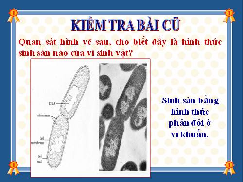 Bài 27. Các yếu tố ảnh hưởng đến sinh trưởng của vi sinh vật