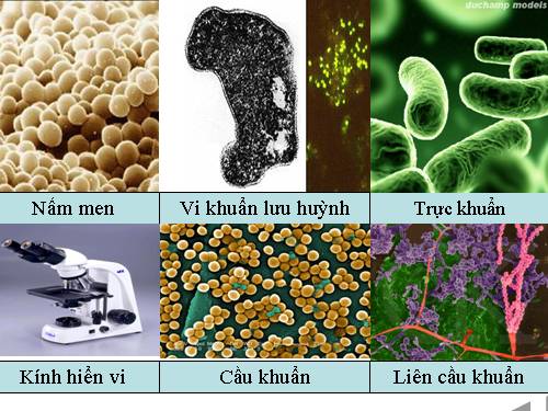 Bài 22. Dinh dưỡng, chuyển hóa vật chất và năng lượng ở vi sinh vật