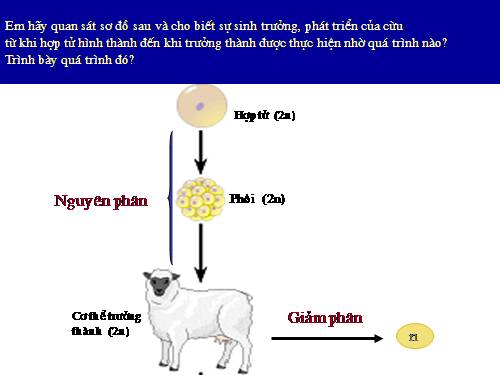 Bài 19. Giảm phân