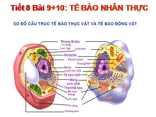 Bài 9. Tế bào nhân thực (tiếp theo)