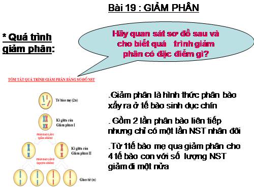 Bài 19. Giảm phân