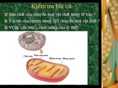 Bài 16. Hô hấp tế bào