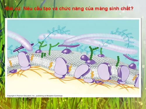 Bài 11. Vận chuyển các chất qua màng sinh chất