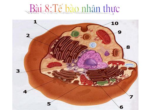 Bài 8. Tế bào nhân thực