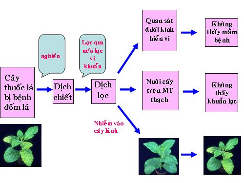 Bài 29. Cấu trúc các loại virut