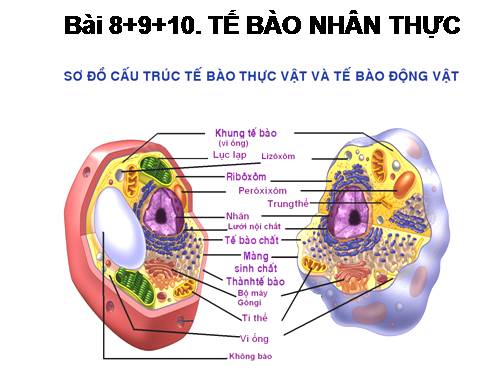 Bài 8. Tế bào nhân thực