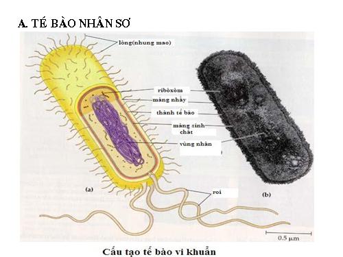 Bài 7. Tế bào nhân sơ