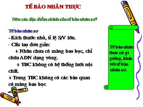 Bài 8. Tế bào nhân thực