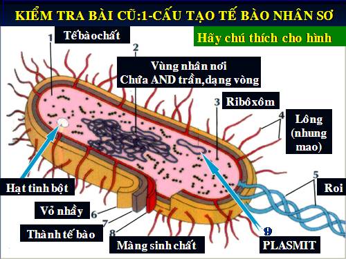 Bài 8. Tế bào nhân thực