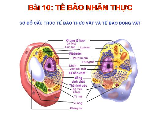 Bài 10. Tế bào nhân thực (tiếp theo)