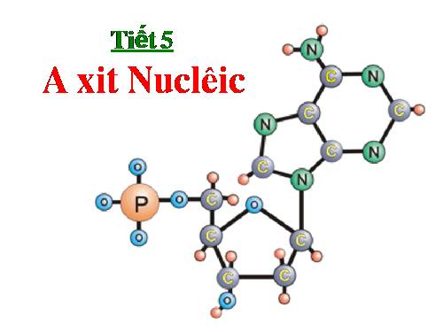 Bài 6. Axit nuclêic