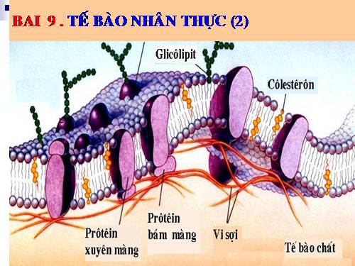 Bài 9. Tế bào nhân thực (tiếp theo)