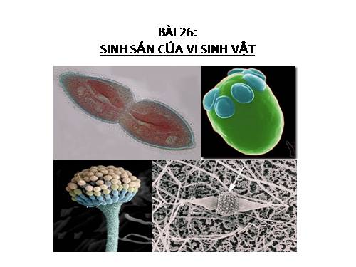 Bài 26. Sinh sản của vi sinh vật