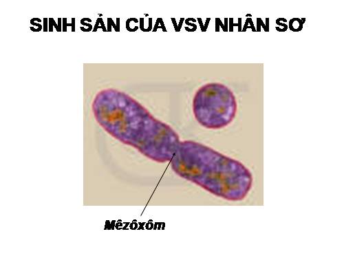 Bài 26. Sinh sản của vi sinh vật