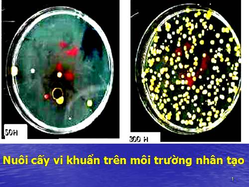 Bài 25. Sinh trưởng của vi sinh vật