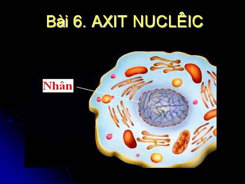 Bài 6. Axit nuclêic