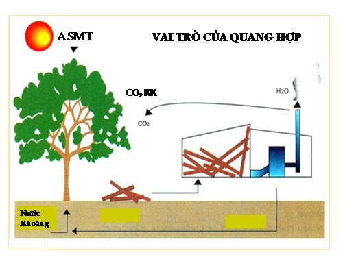 quang hợp