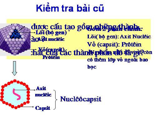 Bài 30. Sự nhân lên của virut trong tế bào chủ