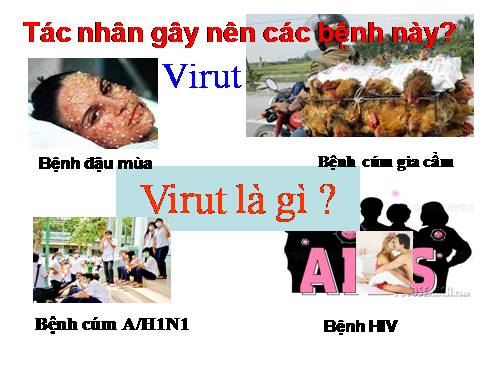 Bài 29. Cấu trúc các loại virut