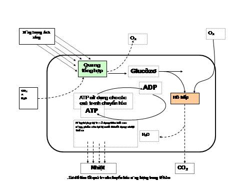 các sơ đồ chuyển hóa vật chất