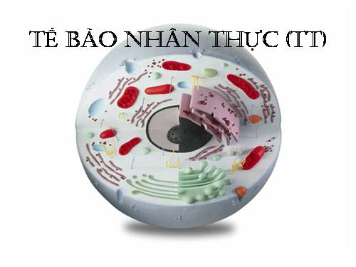 Bài 9. Tế bào nhân thực (tiếp theo)