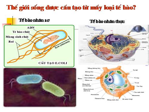 Bài 7. Tế bào nhân sơ