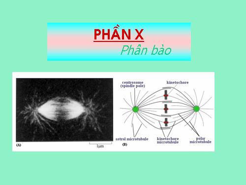 Bài 21. Ôn tập phần sinh học tế bào