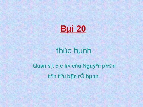 Bài 20. Thực hành: Quan sát các kỳ của nguyên phân trên tiêu bản rễ hành