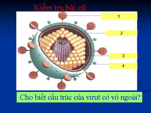 Bài 30. Sự nhân lên của virut trong tế bào chủ