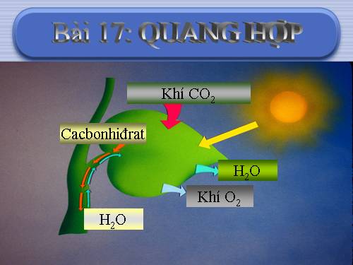 Bài 17. Quang hợp