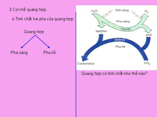 hoa tong hop quang tong hop(tt)