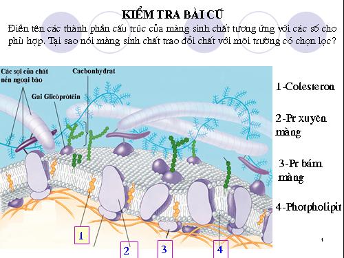 Bài 11. Vận chuyển các chất qua màng sinh chất