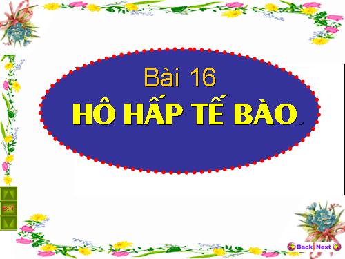 Bài 16. Hô hấp tế bào